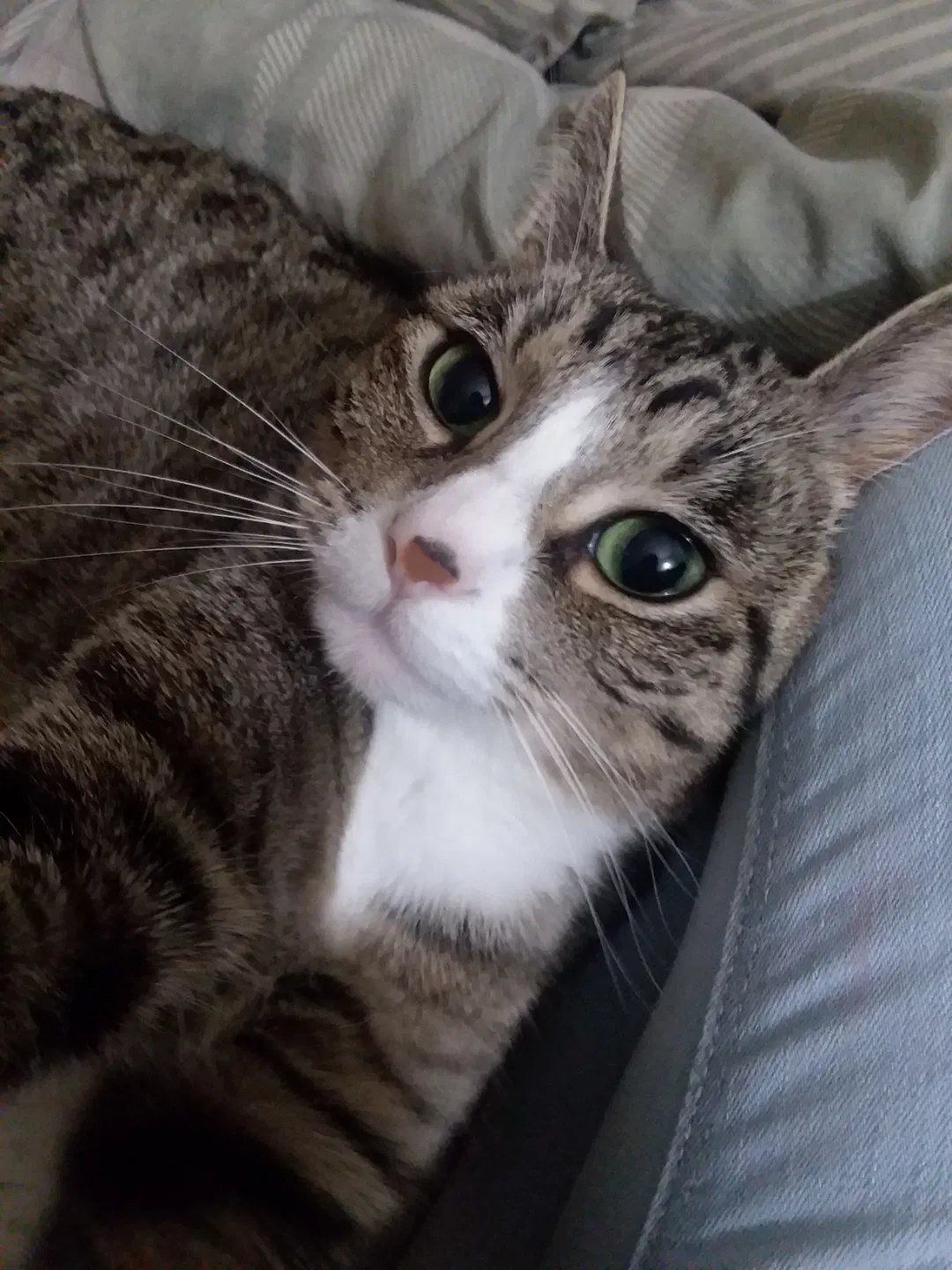 Lost cat in Tulsa, OK, 74115
