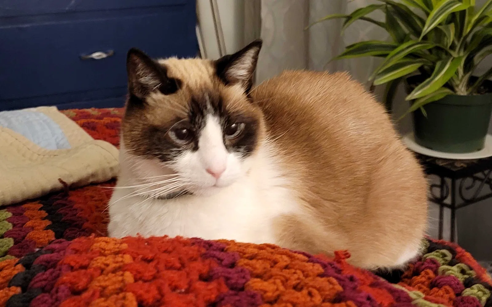 Lost cat in Los Angeles, CA, 90019