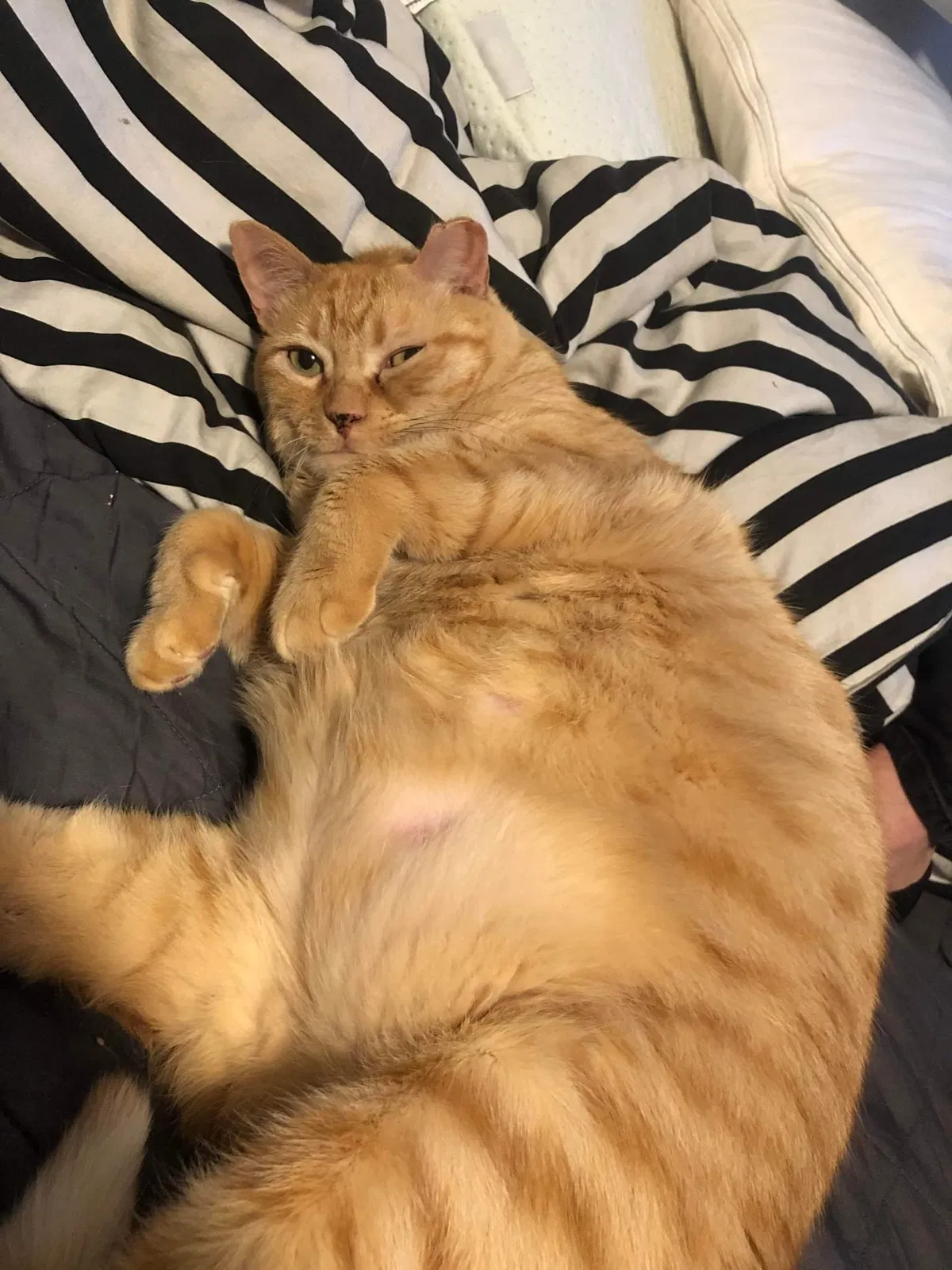 Lost cat in Salt Lake City, UT, 84116