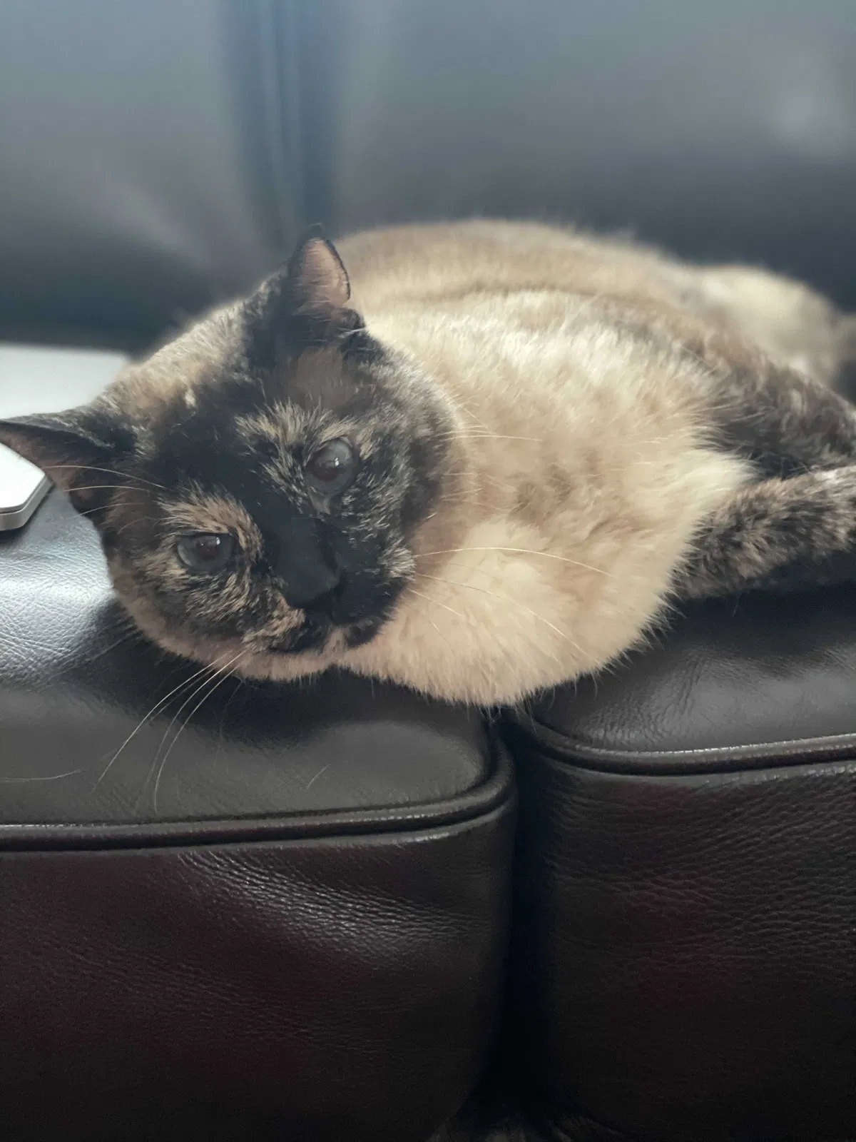 Lost cat in Riverbank, CA, 95367