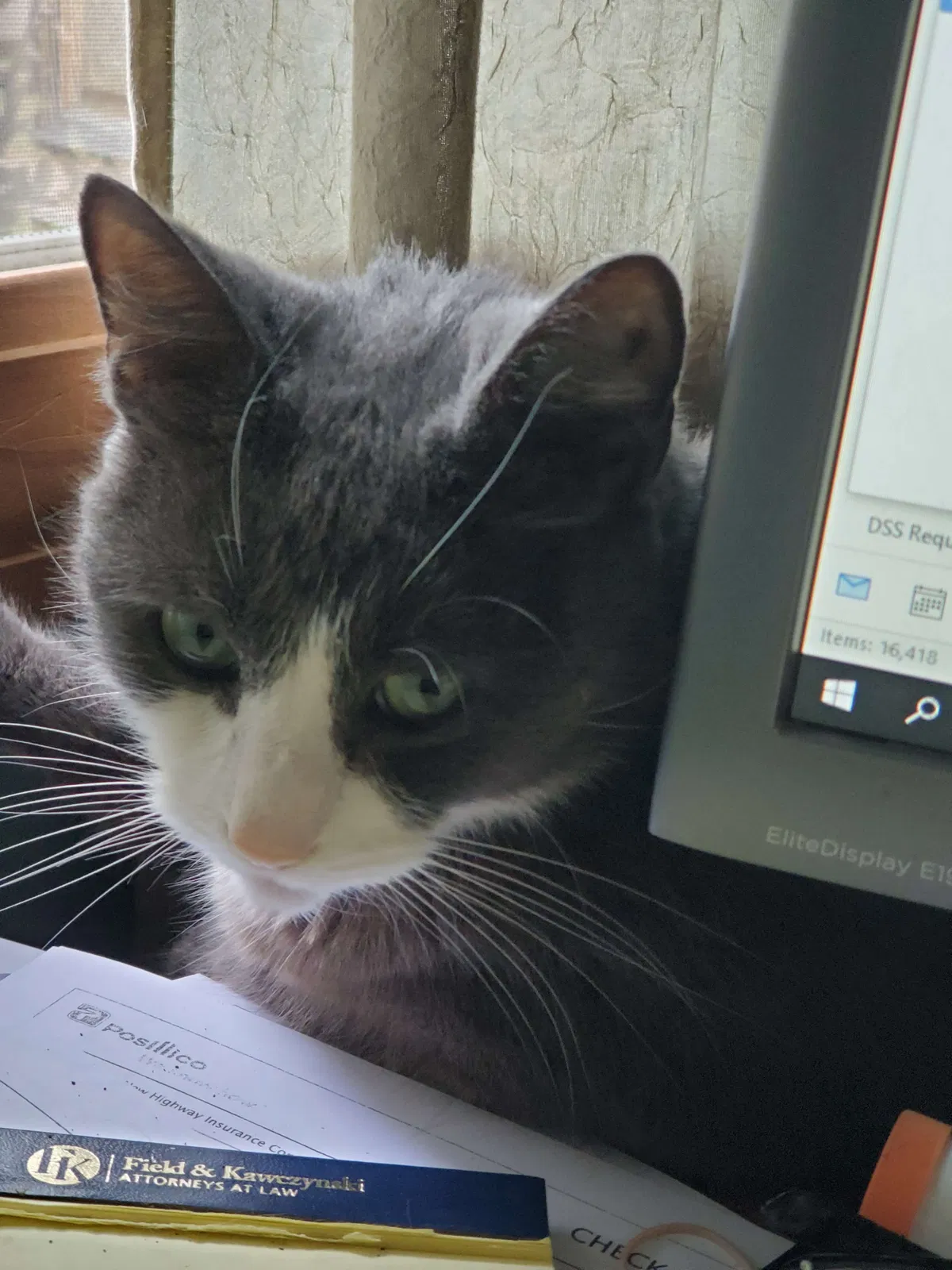 Lost cat in Massapequa, NY, 11758
