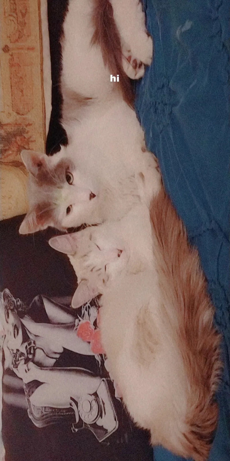 Lost cat in Las Vegas, NV, 89110