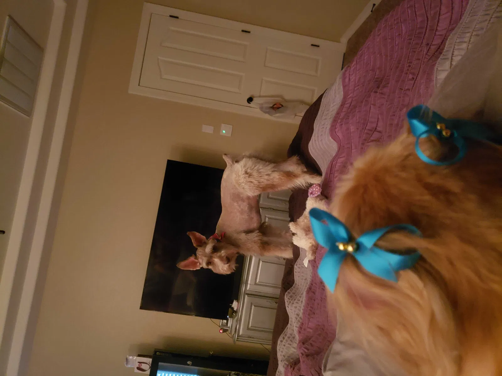 Lost dog in El Paso, TX, 79928
