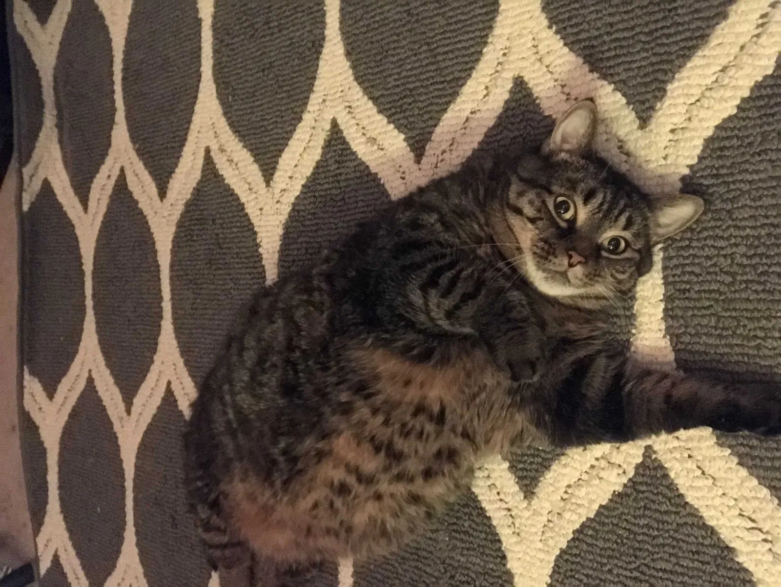 Lost cat in Cerritos, CA, 90703