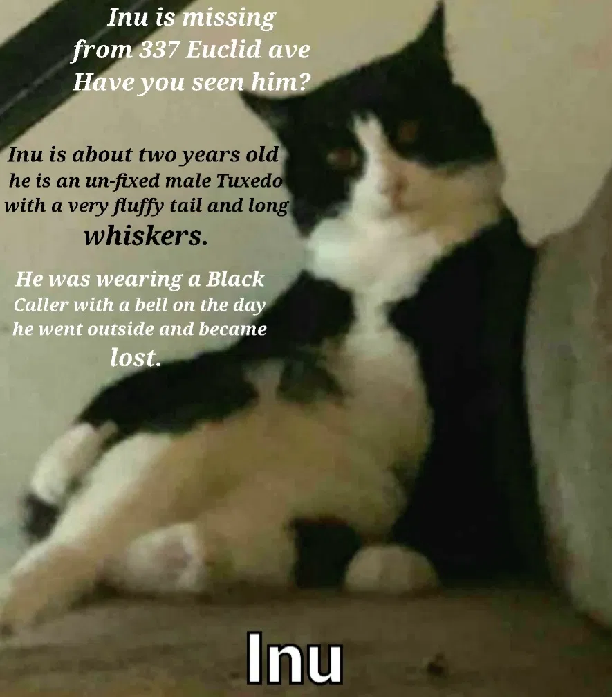 Lost cat in Long Beach, CA, 90814