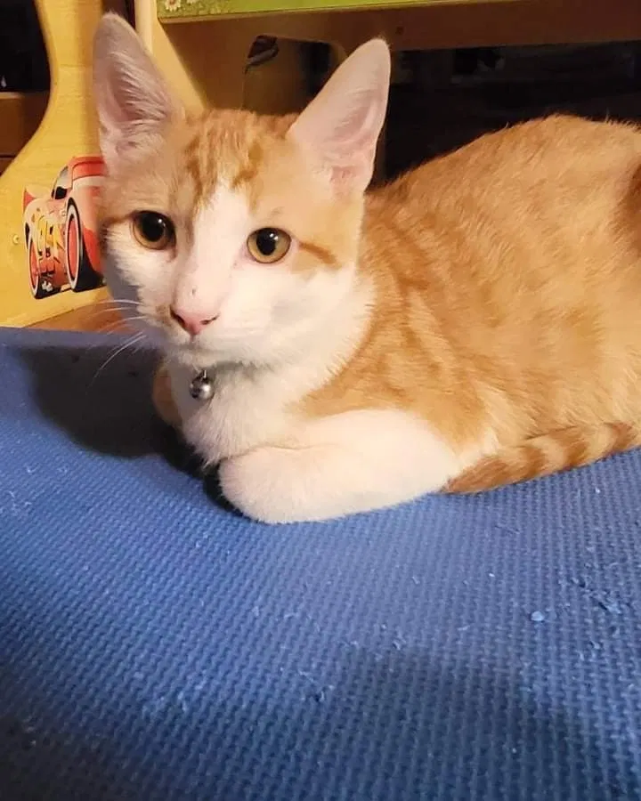 Lost cat in Las Vegas, NV, 89104