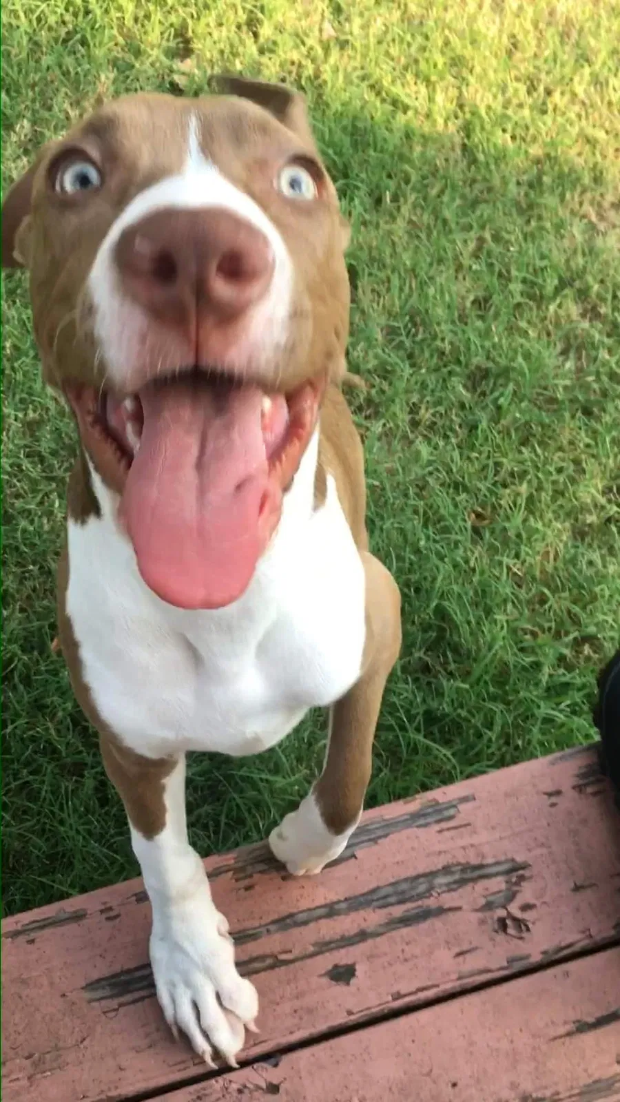 Lost dog in Bethany, OK, 73008