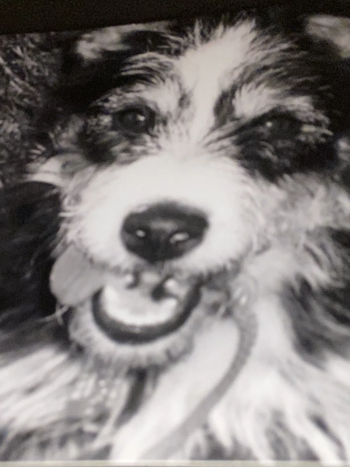Lost dog in Newton, NC, 28658