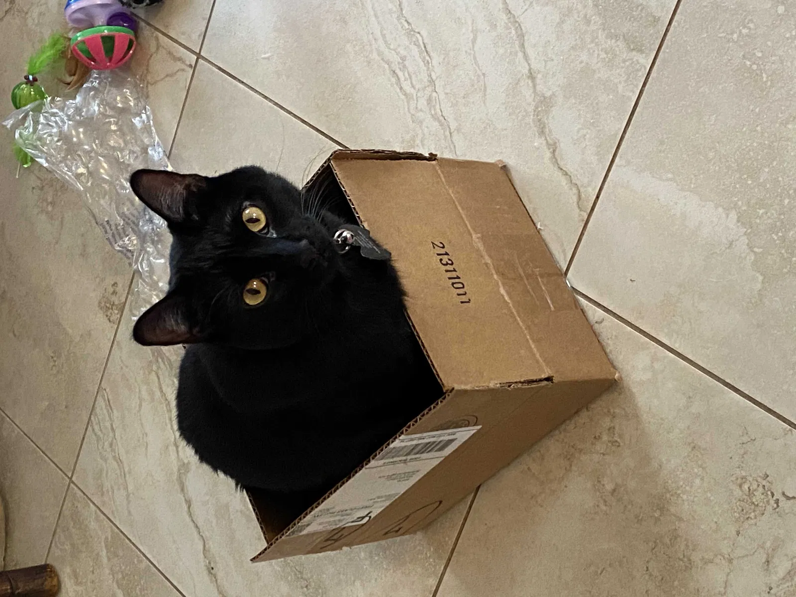 Lost cat in Surprise, AZ, 85374
