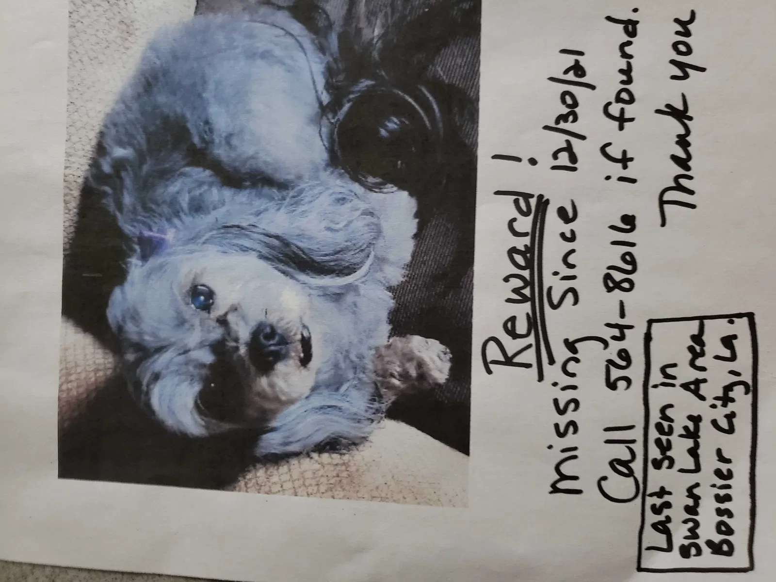 Lost dog in Bossier City, LA, 71111