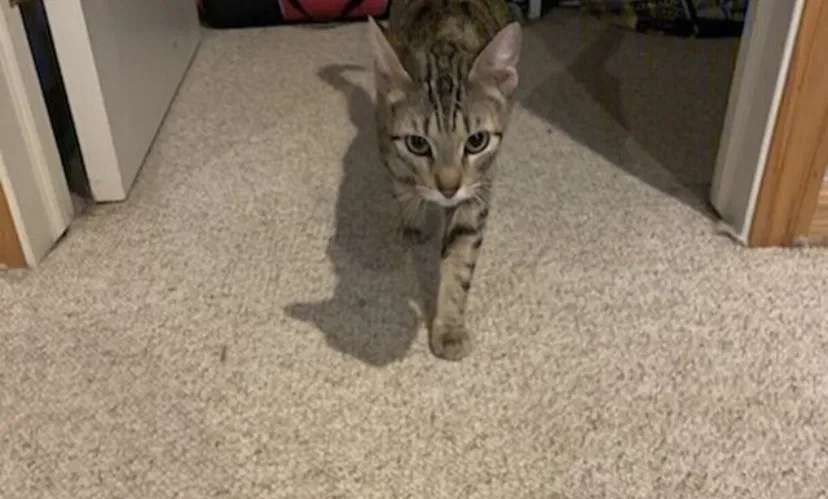 Lost cat in Pinckney, MI, 48169