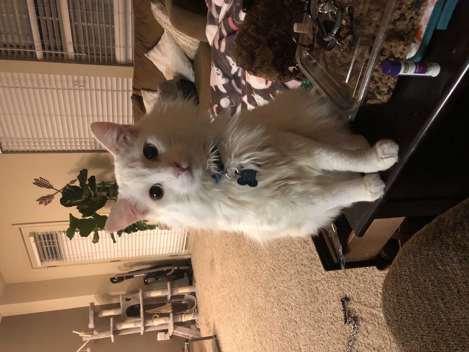 Lost cat in Oklahoma City, OK, 73160
