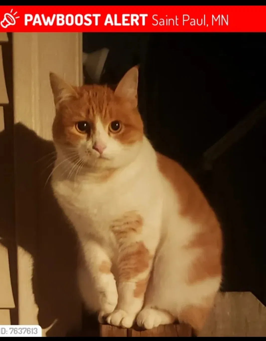 Lost cat in Saint Paul, MN, 55130