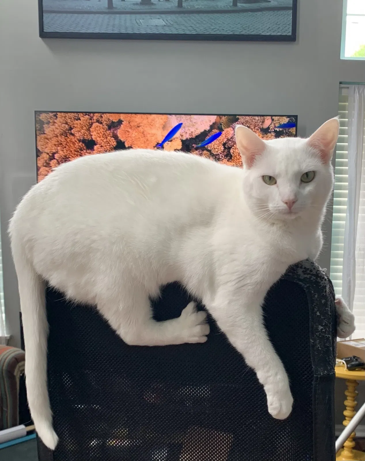 Lost cat in Aurora, IL, 60502