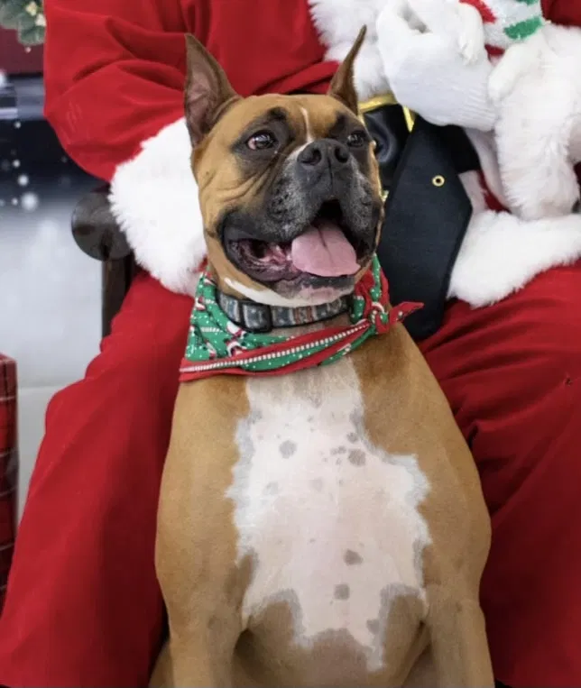 Lost dog in Dayton, TN, 37321