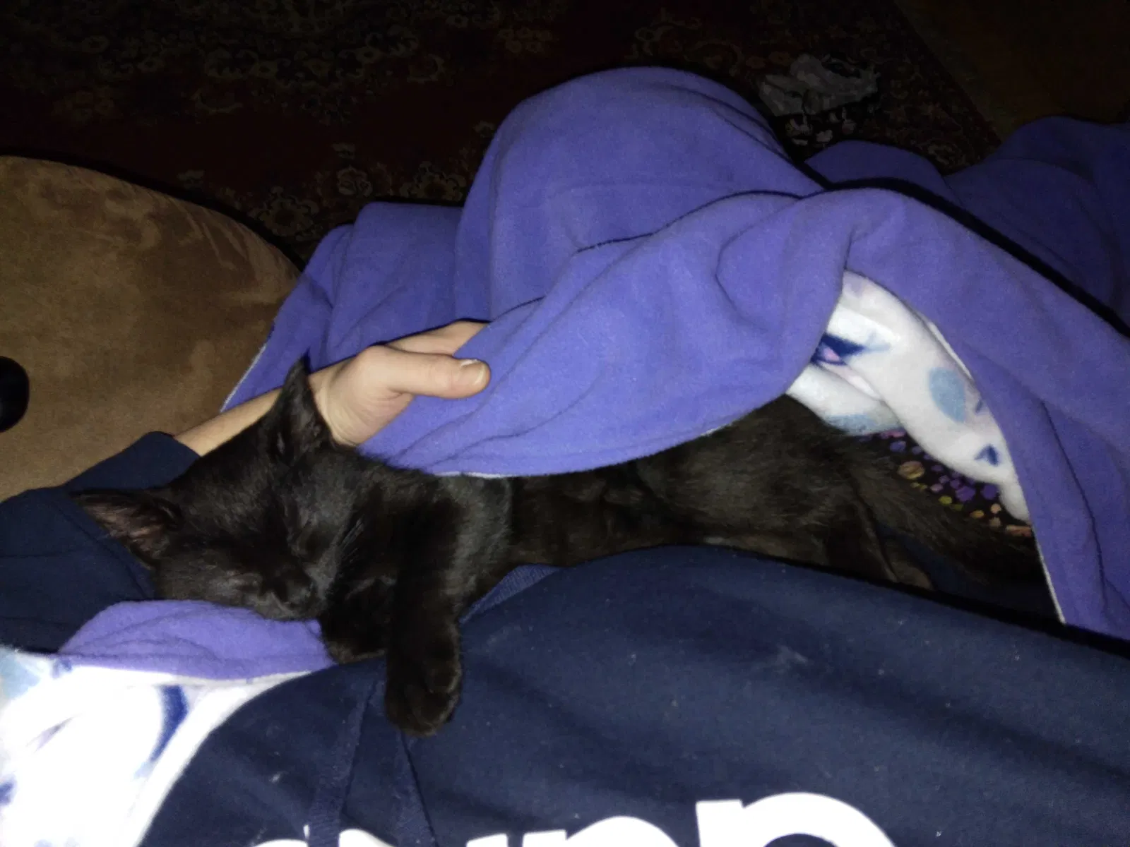 Lost cat in Green Bay, WI, 54303