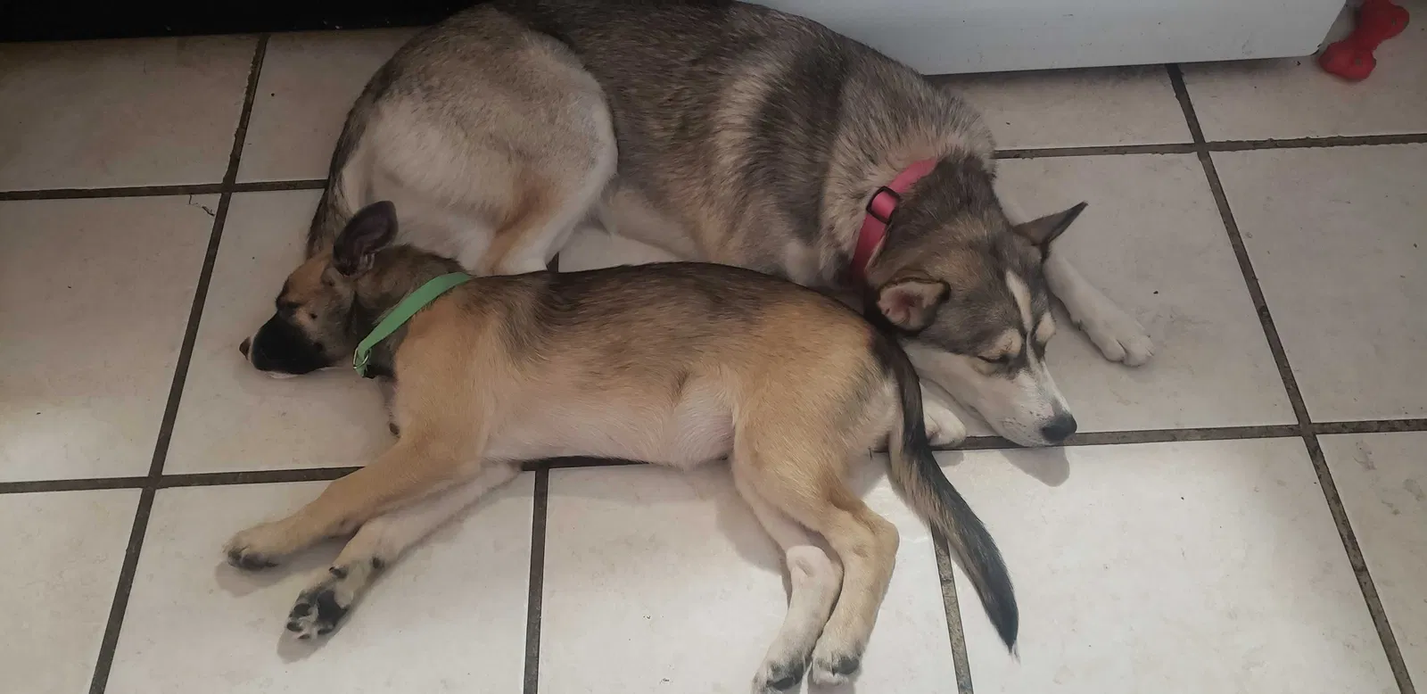 Lost dog in Las Vegas, NV, 89110