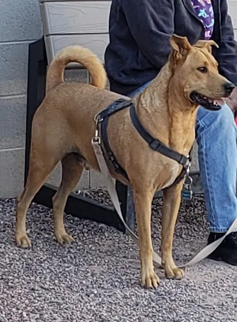 Lost dog in Tucson, AZ, 85706