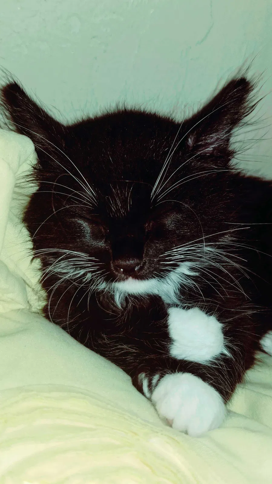 Lost cat in Concord, CA, 94520
