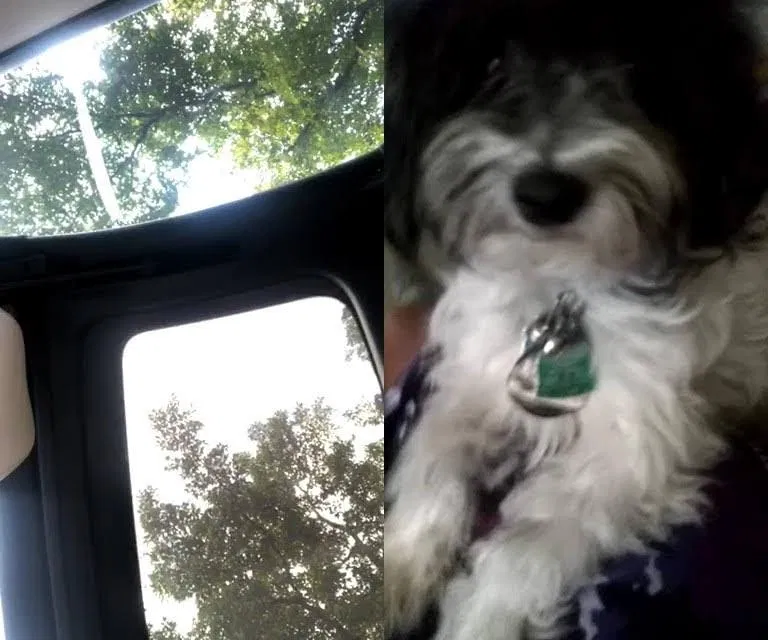 Lost dog in Hallandale, FL, 33009