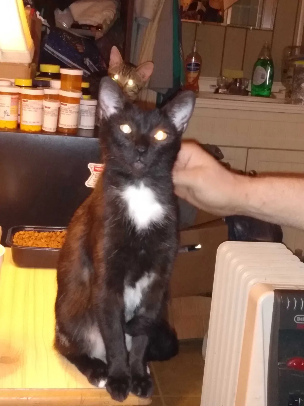 Lost cat in Fannettsburg, PA, 17221