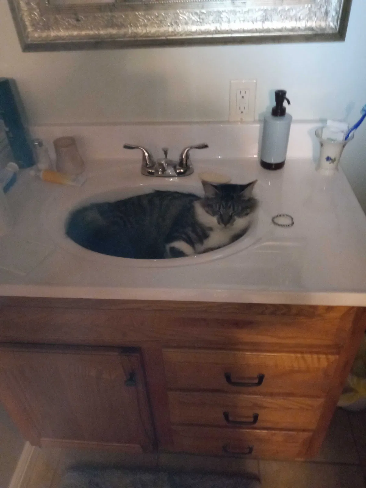 Lost cat in Burgaw, NC, 28425