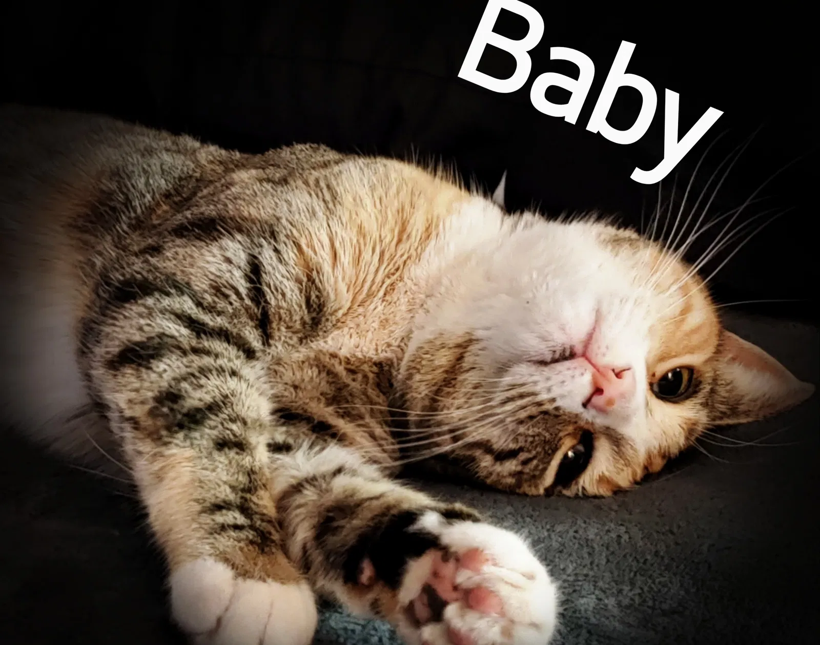 Lost cat in Fort Collins, CO, 80521