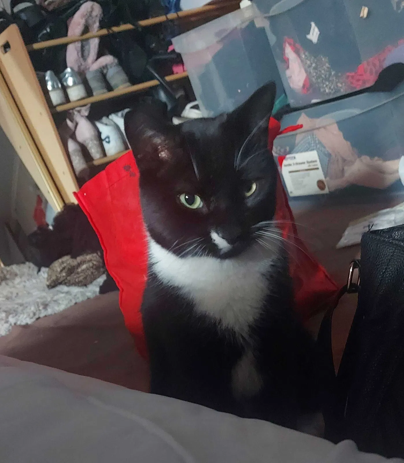 Lost cat in Norristown, PA, 19401