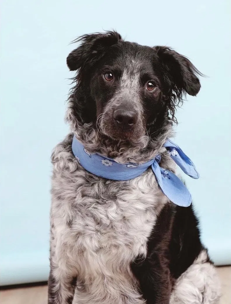 Lost dog in Denver, CO, 80237