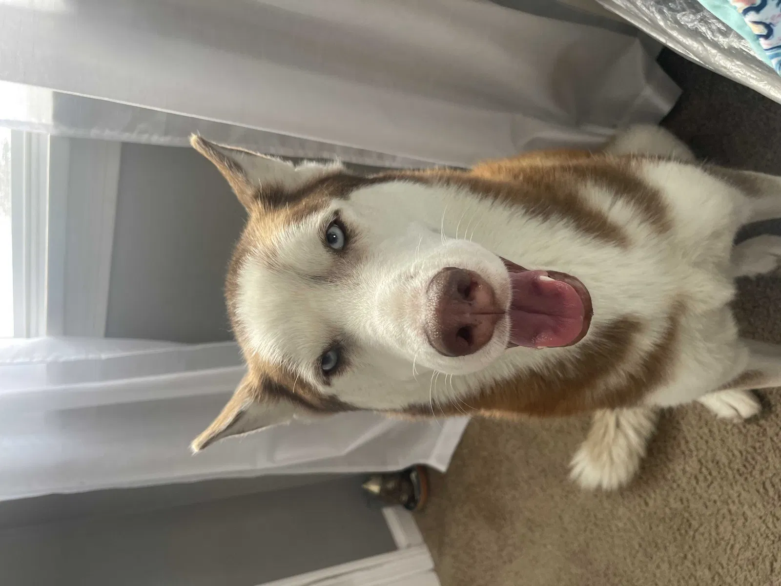 Lost dog in Rochester, NY, 14609