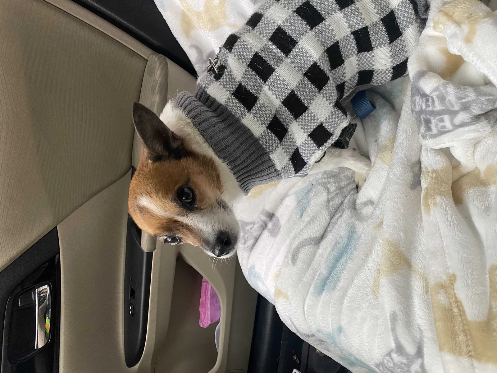 Lost dog in Pennsauken, NJ, 8110