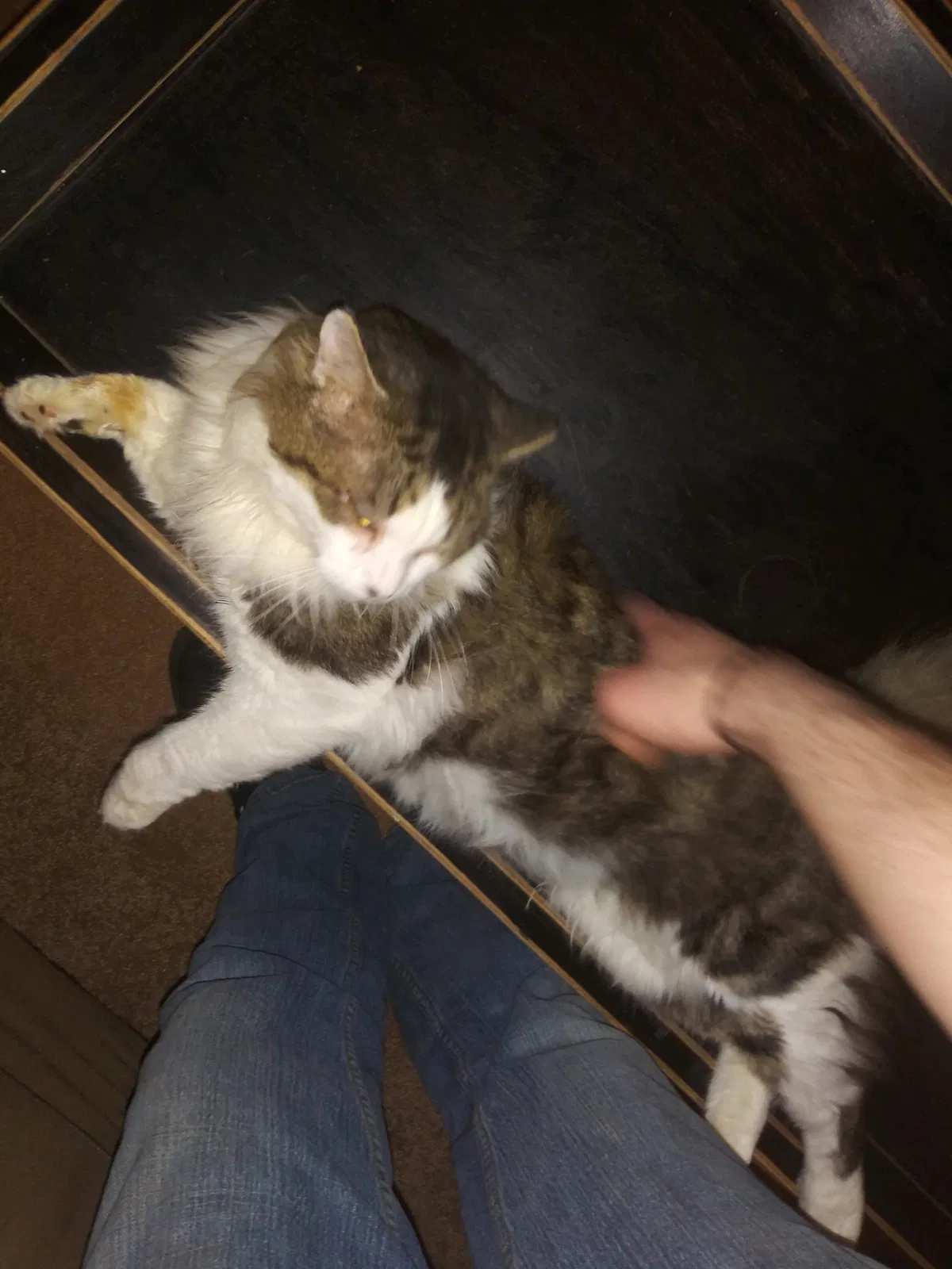Lost cat in Hendersonville, TN, 37075