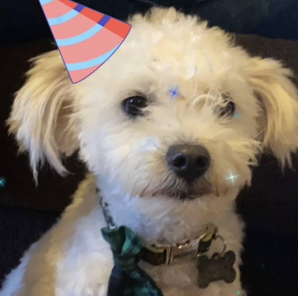 Lost dog in San Antonio, TX, 78228