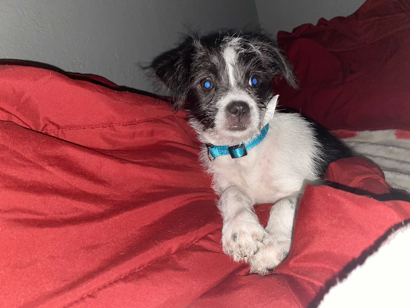 Lost dog in San Antonio, TX, 78221