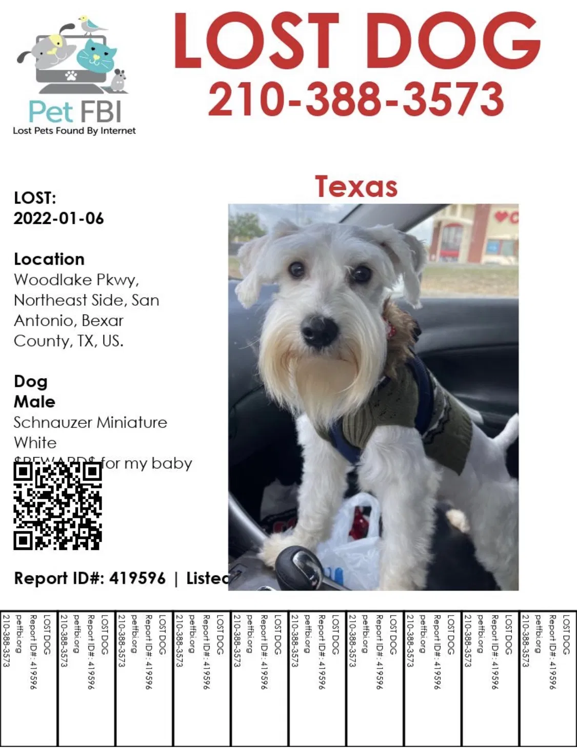 Lost dog in San Antonio, TX, 78244