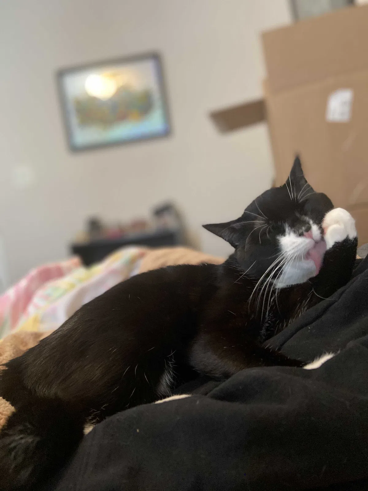 Lost cat in Clarksville, TN, 37043