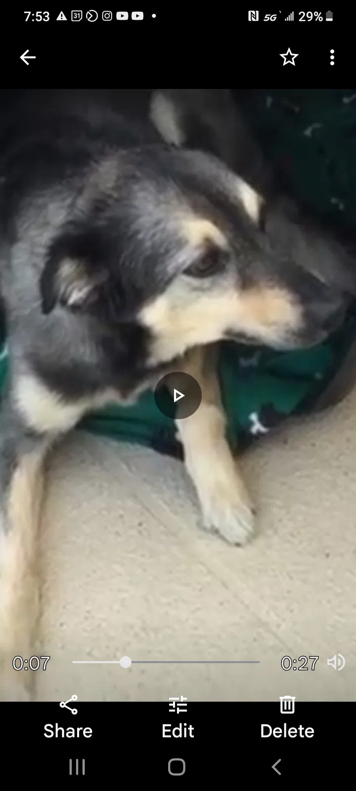 Lost dog in Orlando, FL, 32819
