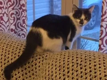 Lost cat in Nixa, MO, 65714