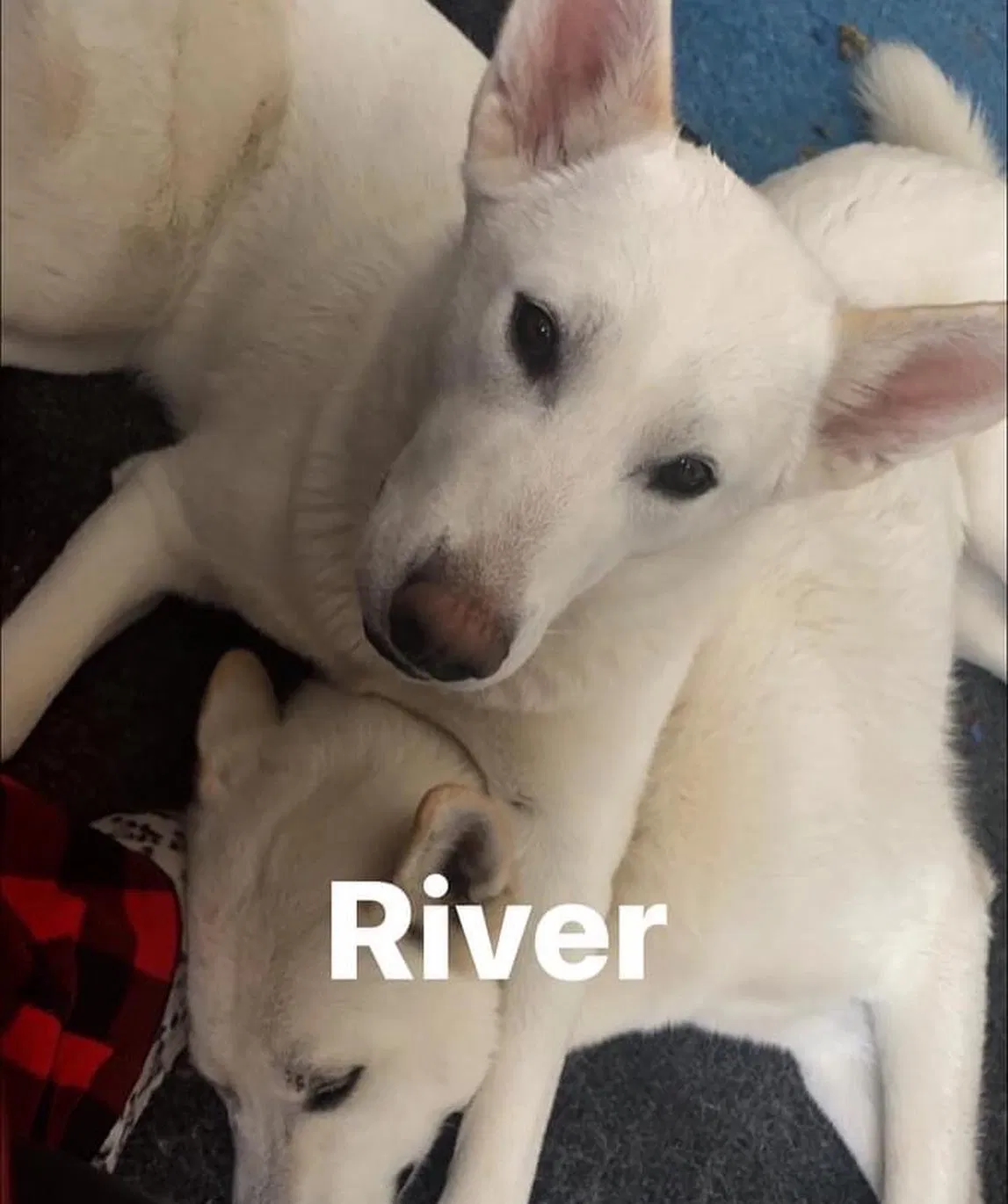 Lost dog in Layton, UT, 84041