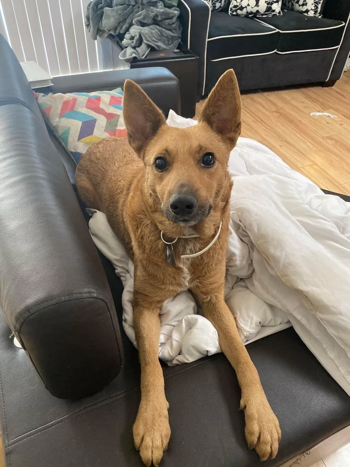 Lost dog in Sherman Oaks, CA, 91403