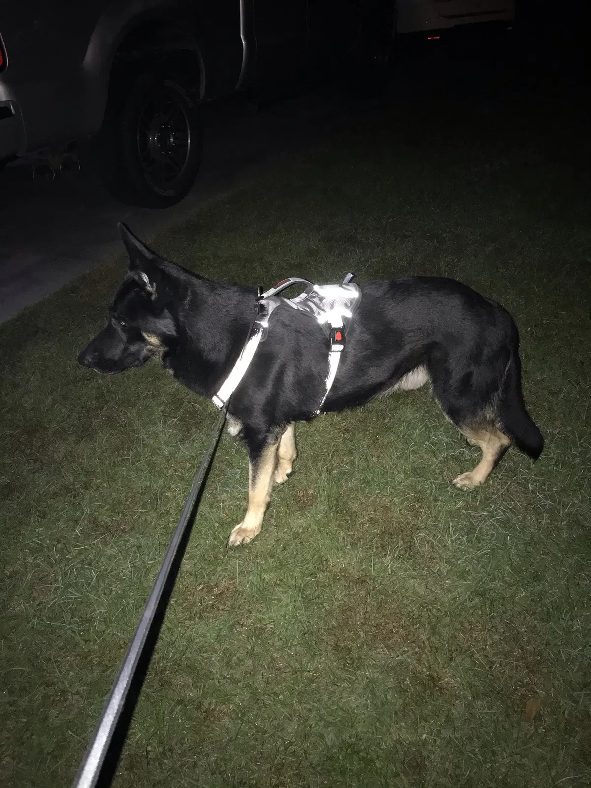 Lost dog in Brandon, MS, 39042