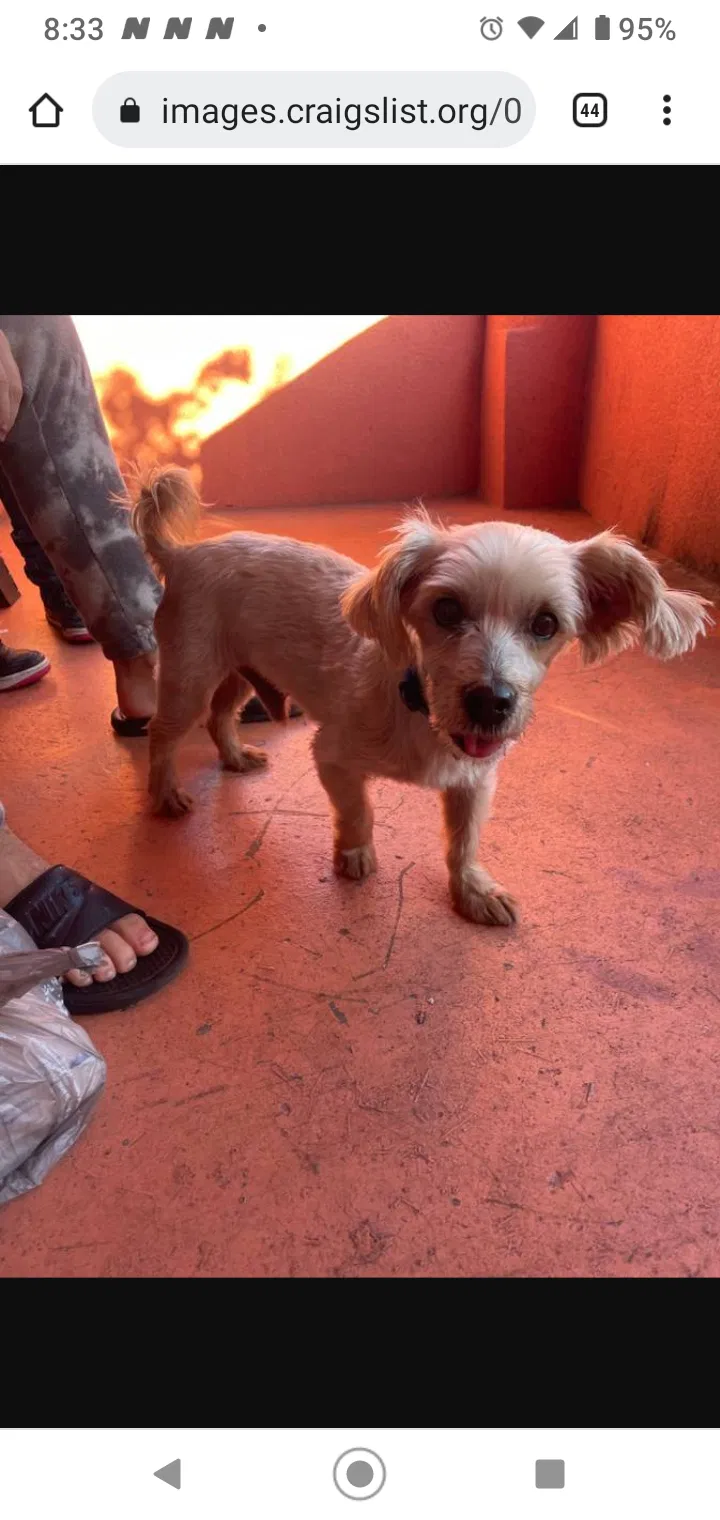 Lost dog in Hollywood, FL, 33020