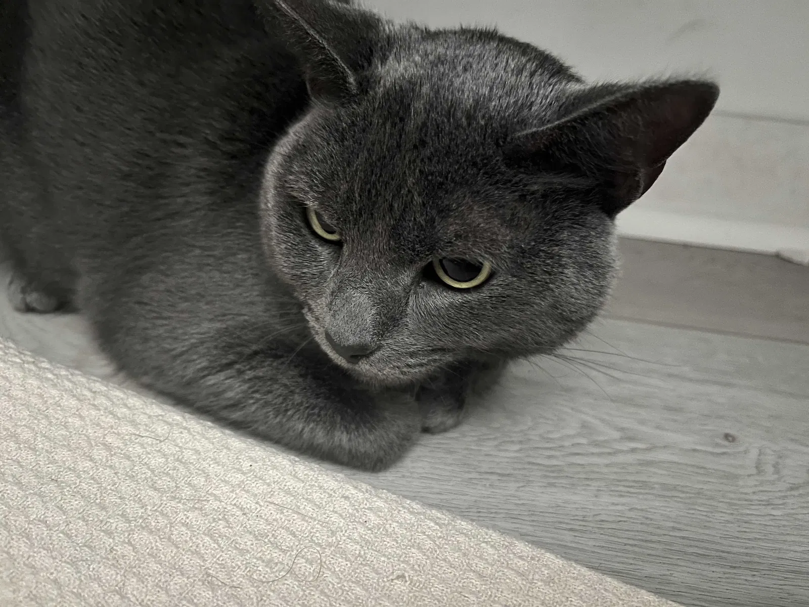 Lost cat in Jupiter, FL, 33458