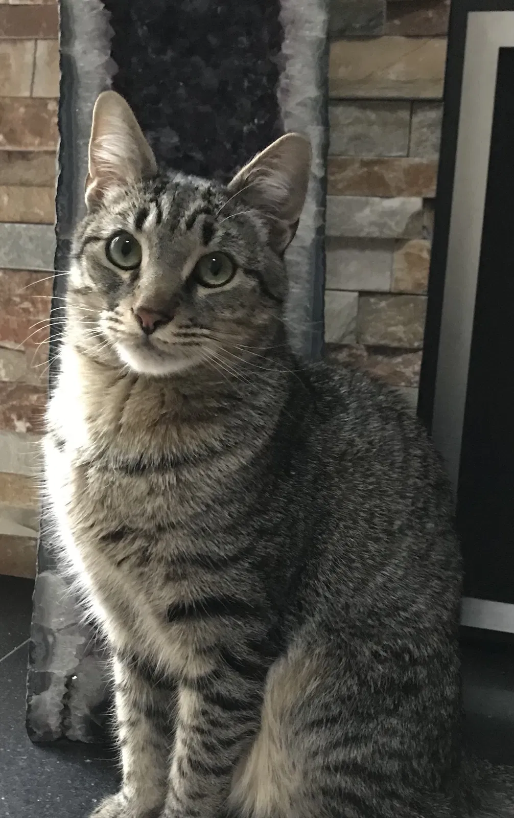 Lost cat in Carlsbad, CA, 92008