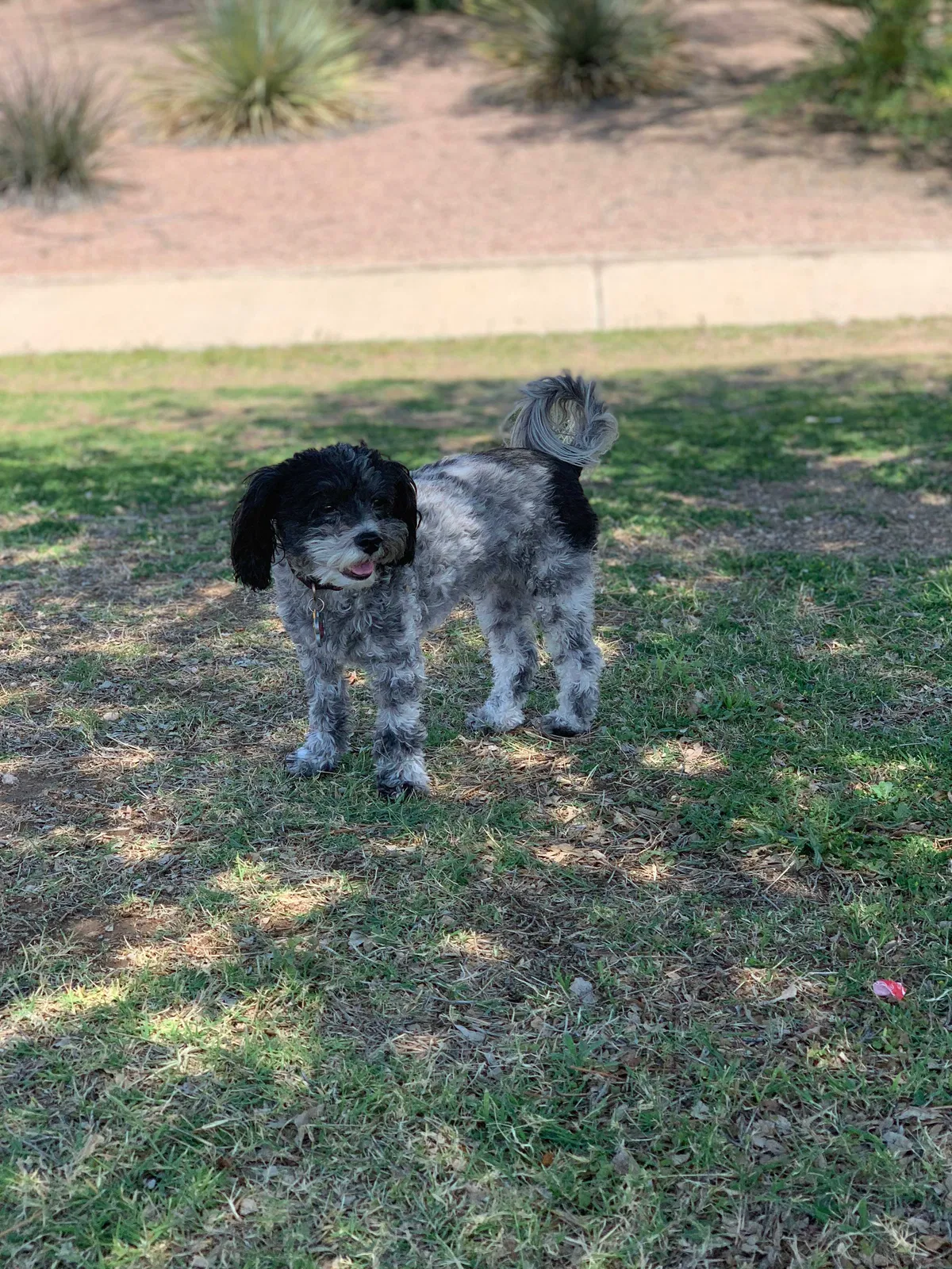 Lost dog in Peoria, AZ, 85382