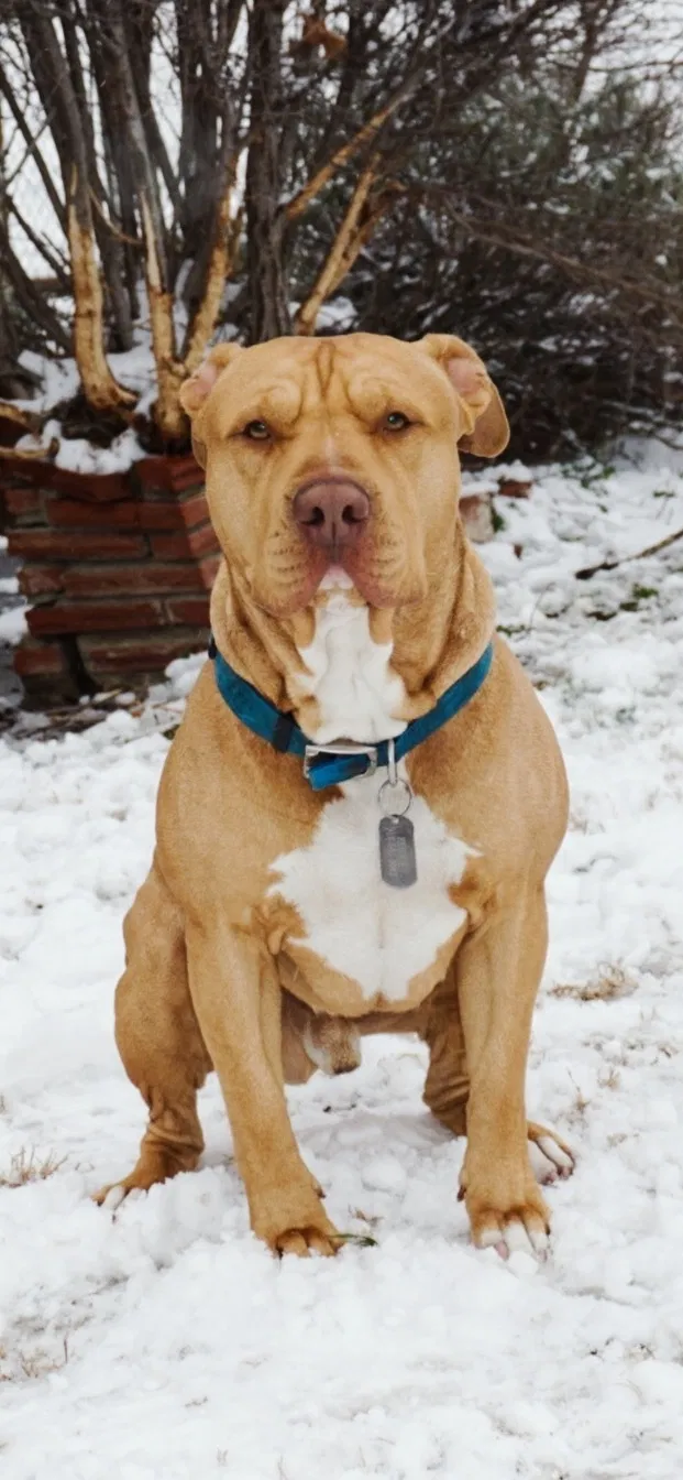 Lost dog in Tulsa, OK, 74114