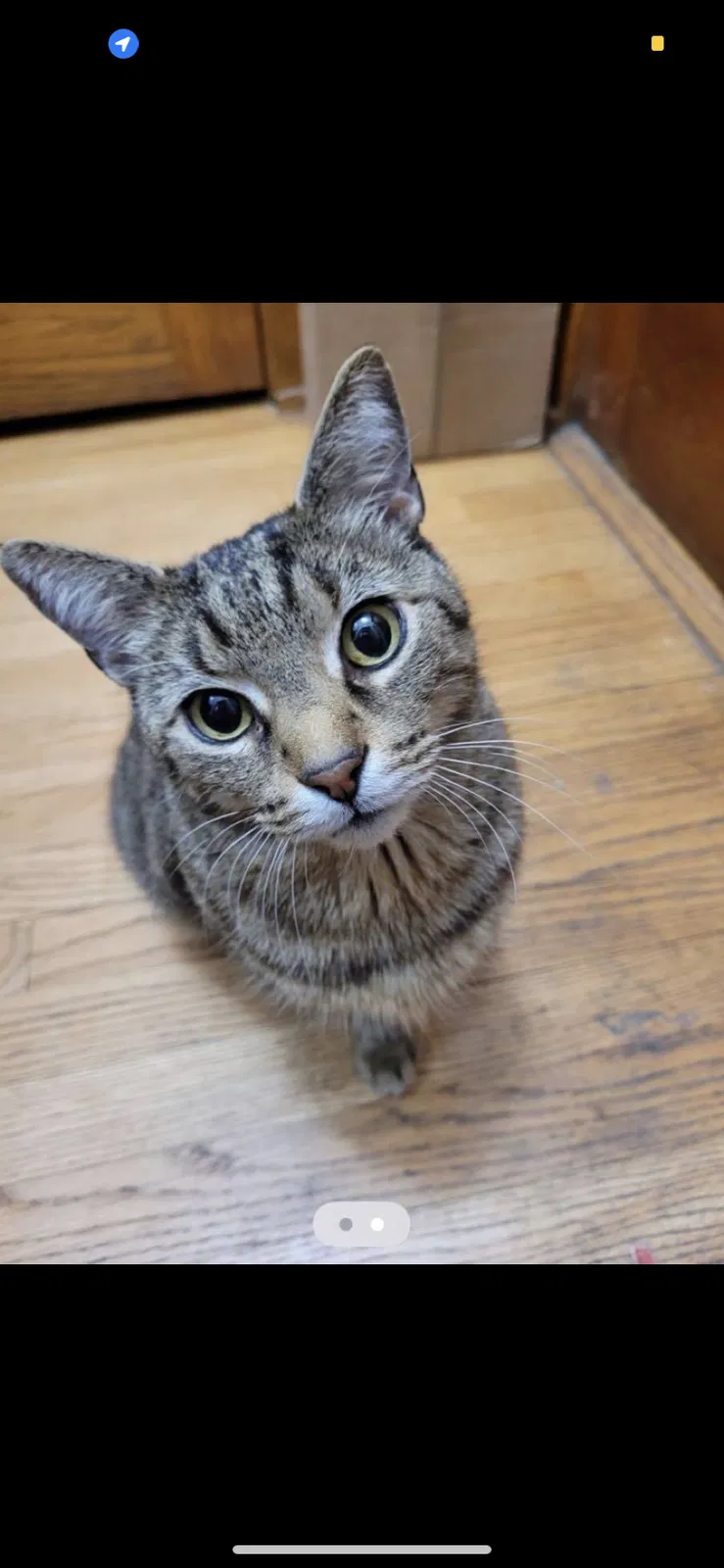 Lost cat in Chicago, IL, 60630