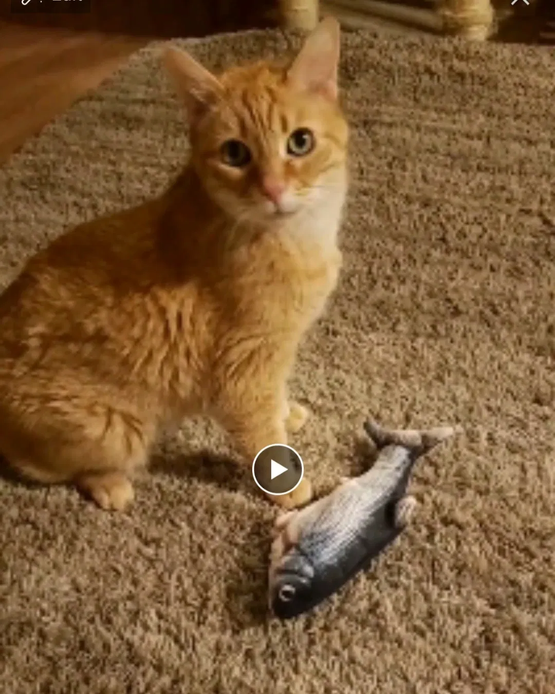 Lost cat in Conroe, TX, 77306