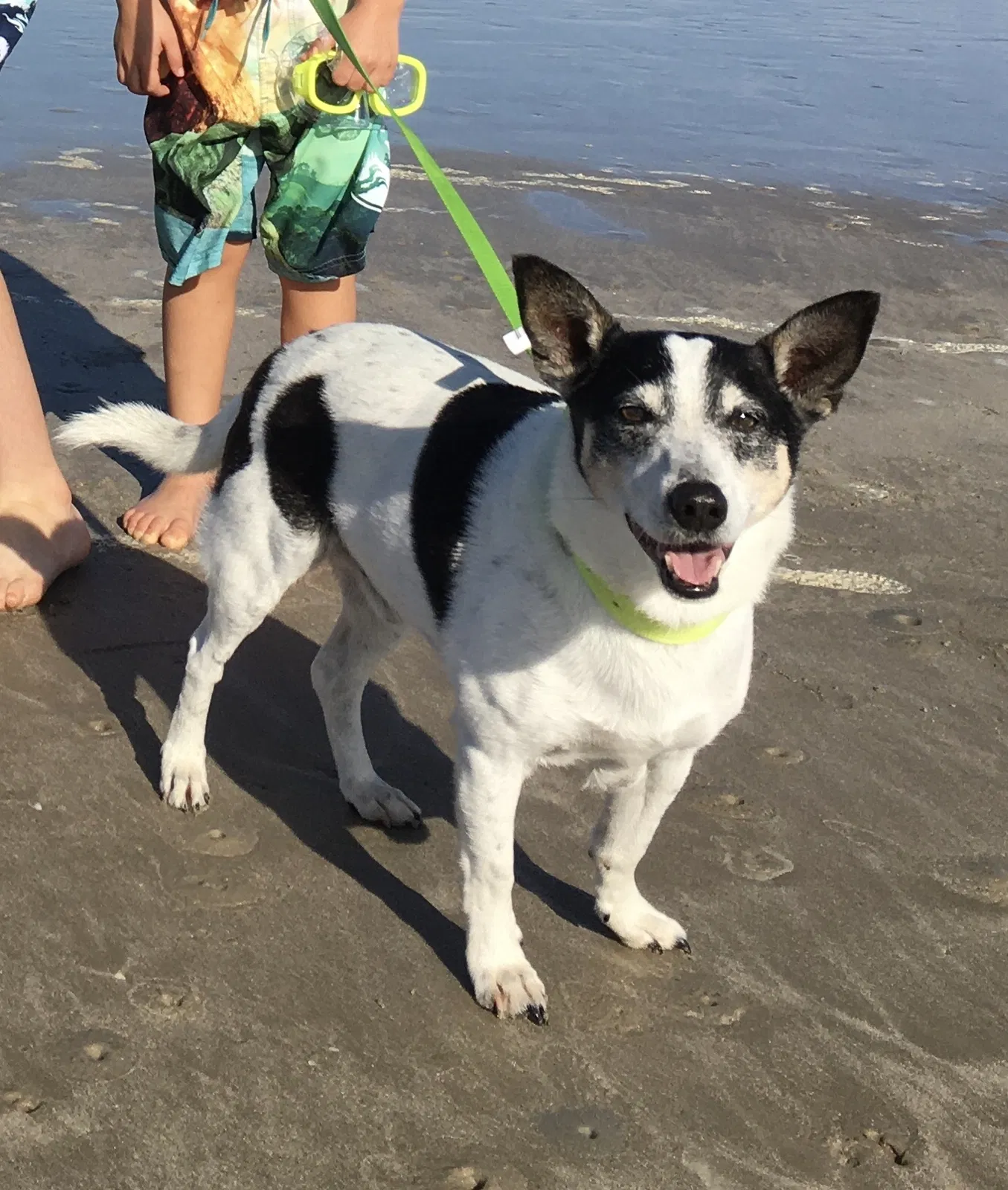 Lost dog in Mathis, TX, 78368