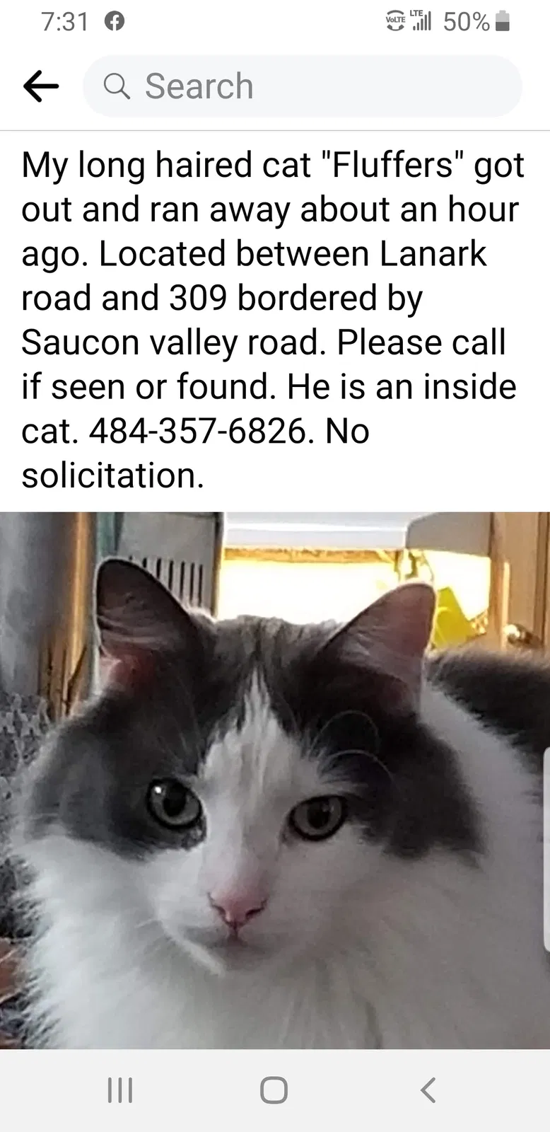 Lost cat in Coopersburg, PA, 18036